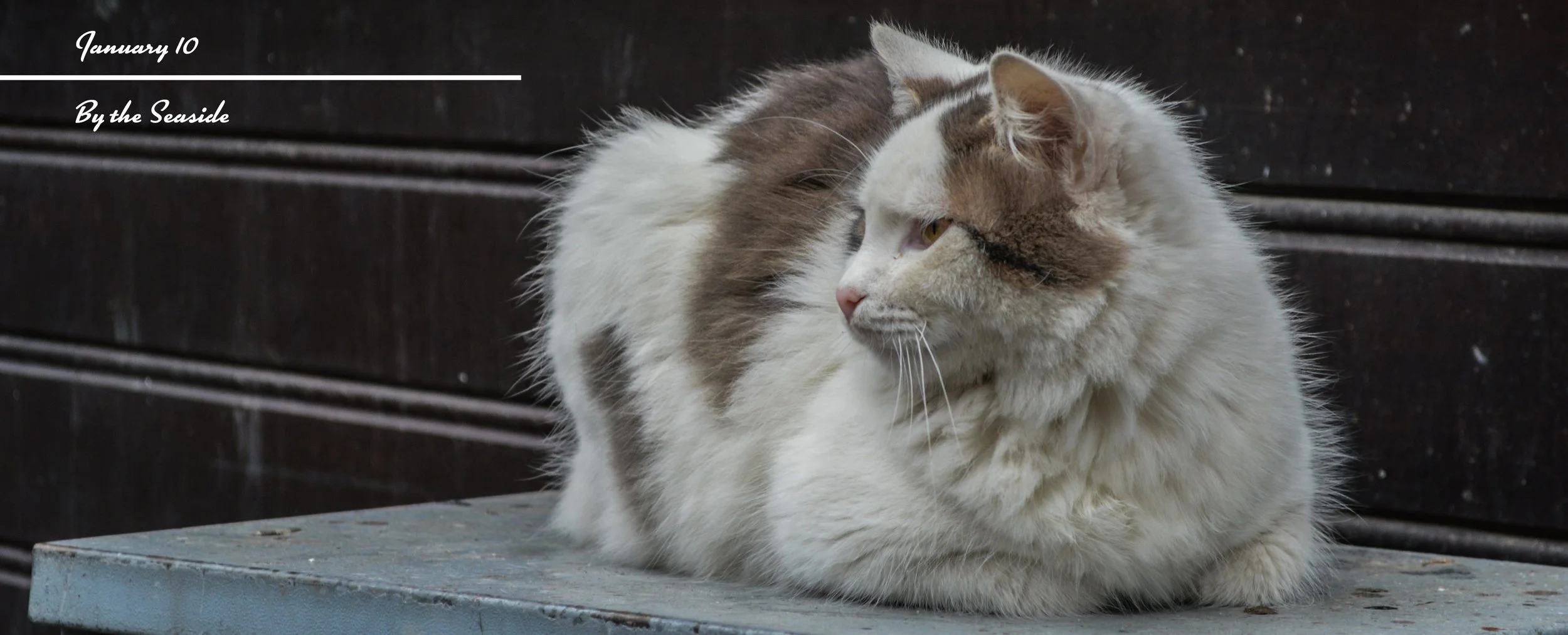A white and brown cat sitting on a weathered blue wooden surface with a dark wooden wall in the background. The cat is looking to the side.