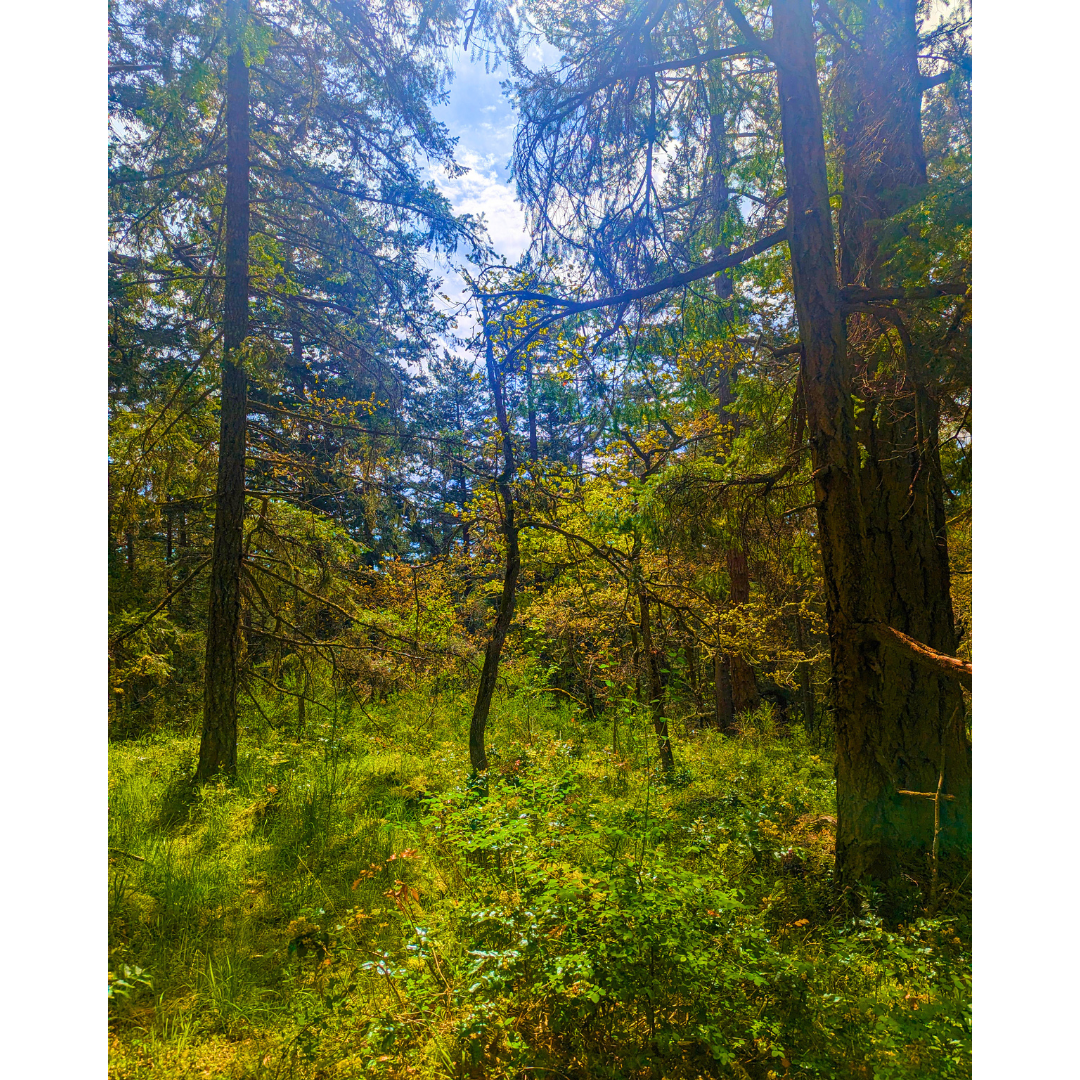 Dappled Canopy