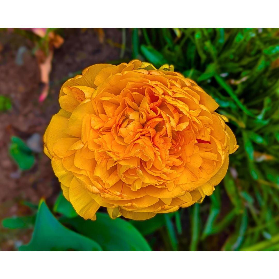 The Golden Peony Tulip