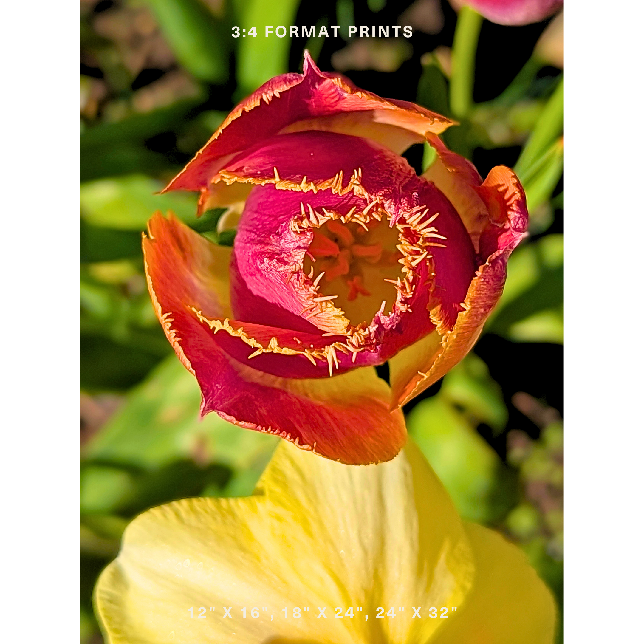 Crimson & Gold Fringed Tulip 01