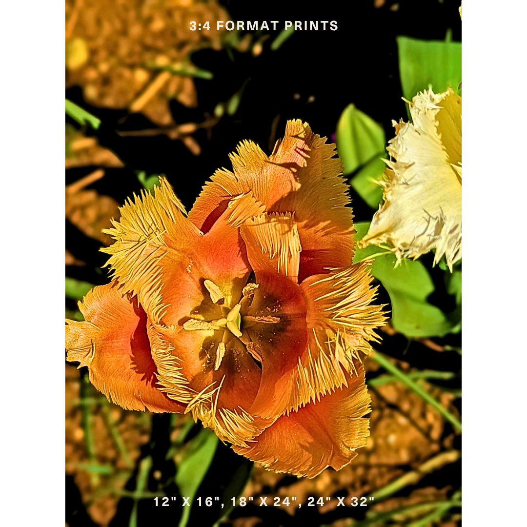 Orange Fringed Tulip 02