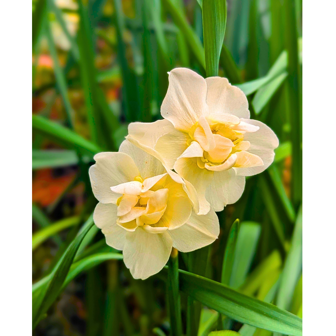 The White Double Daffodils