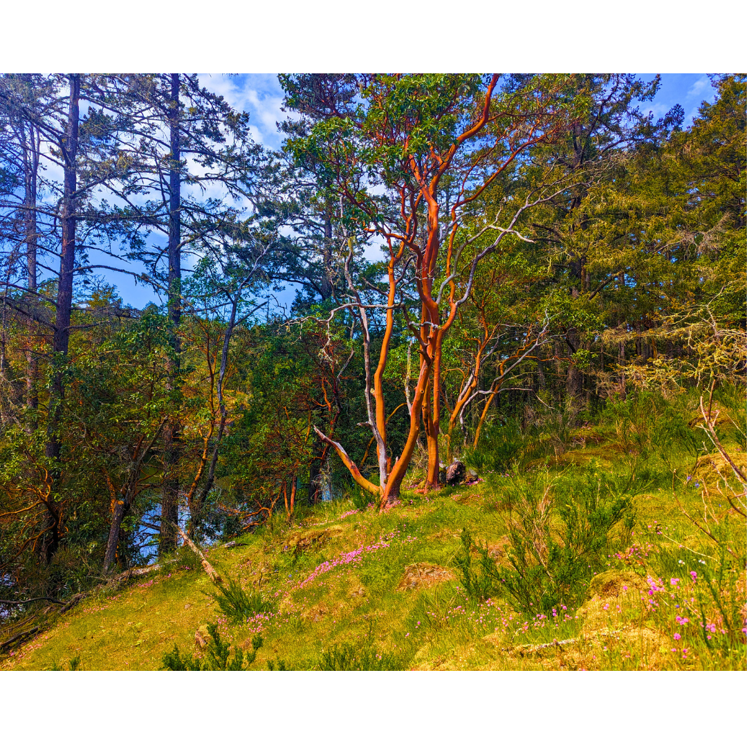 Arbutus on the Bluff