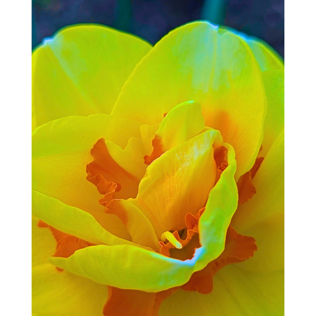 Golden Folds of Spring