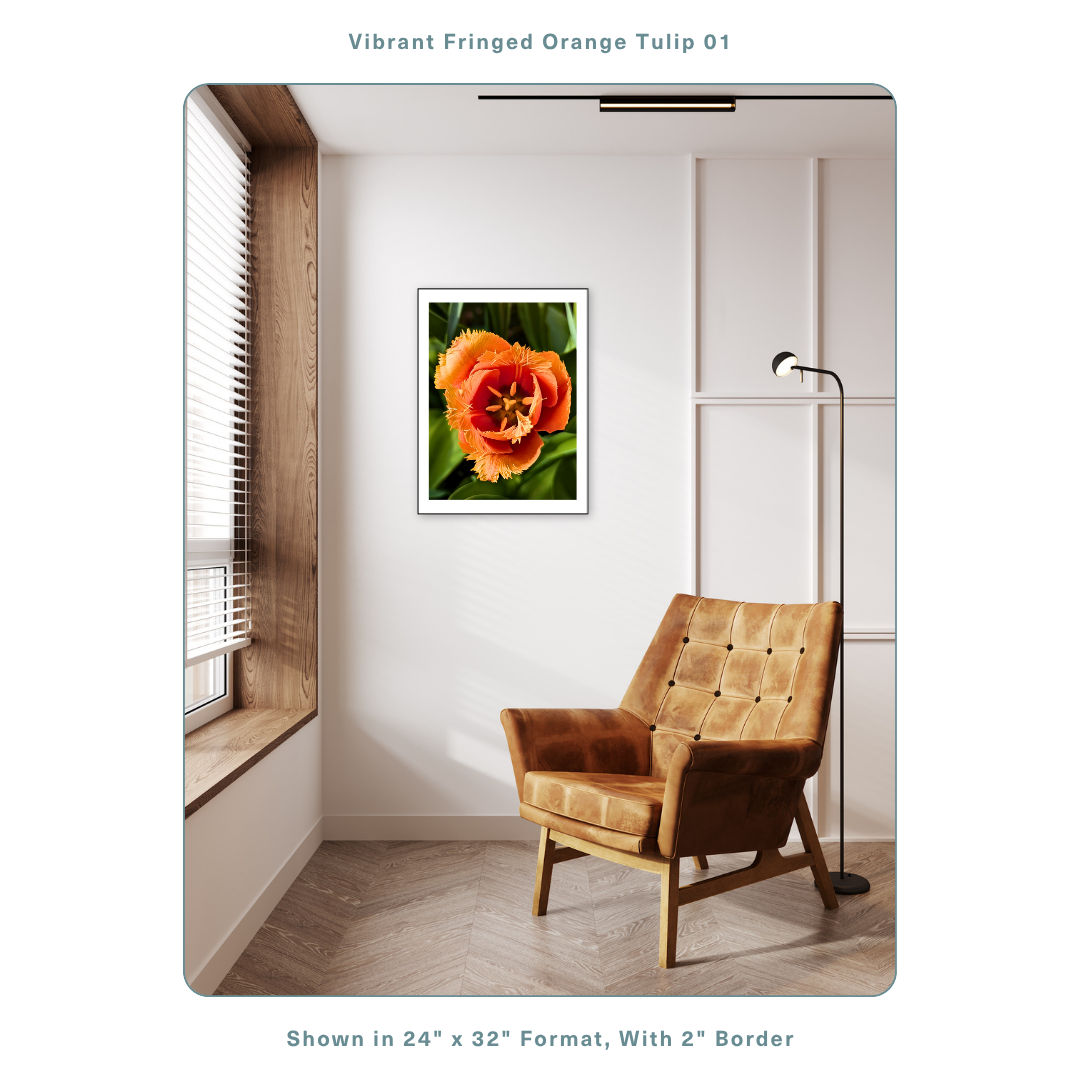 Vibrant Fringed Orange Tulip 01 Large.png
