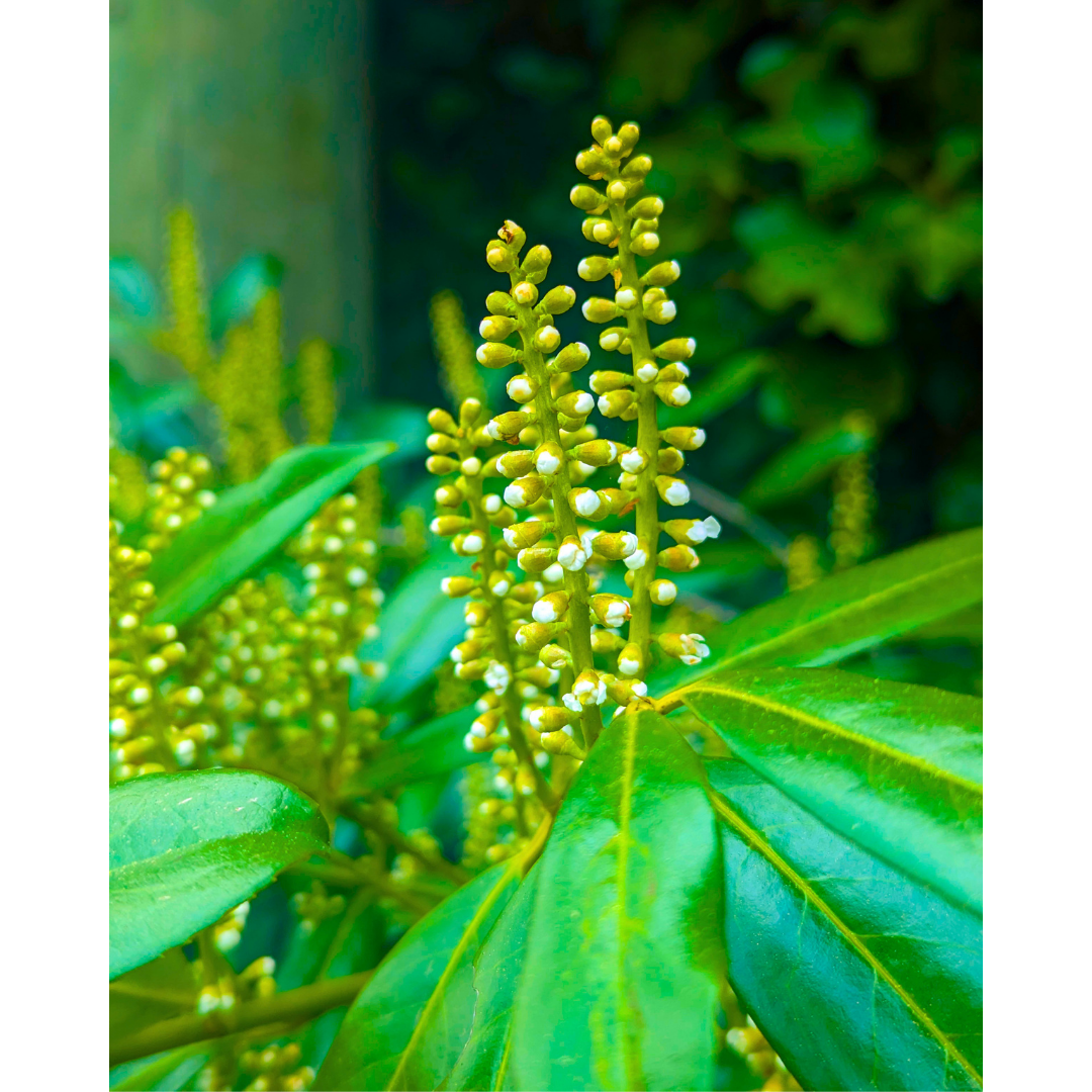Spires in Bud