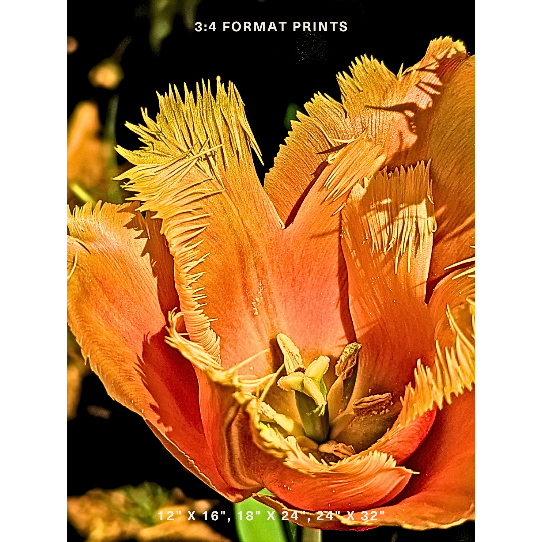 Orange Fringed Tulip 03