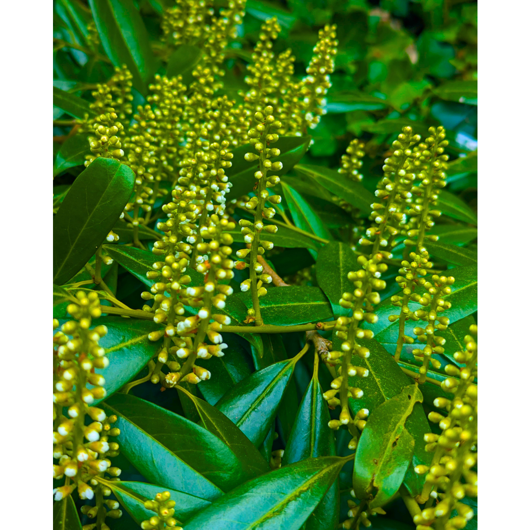 Verdant Spires