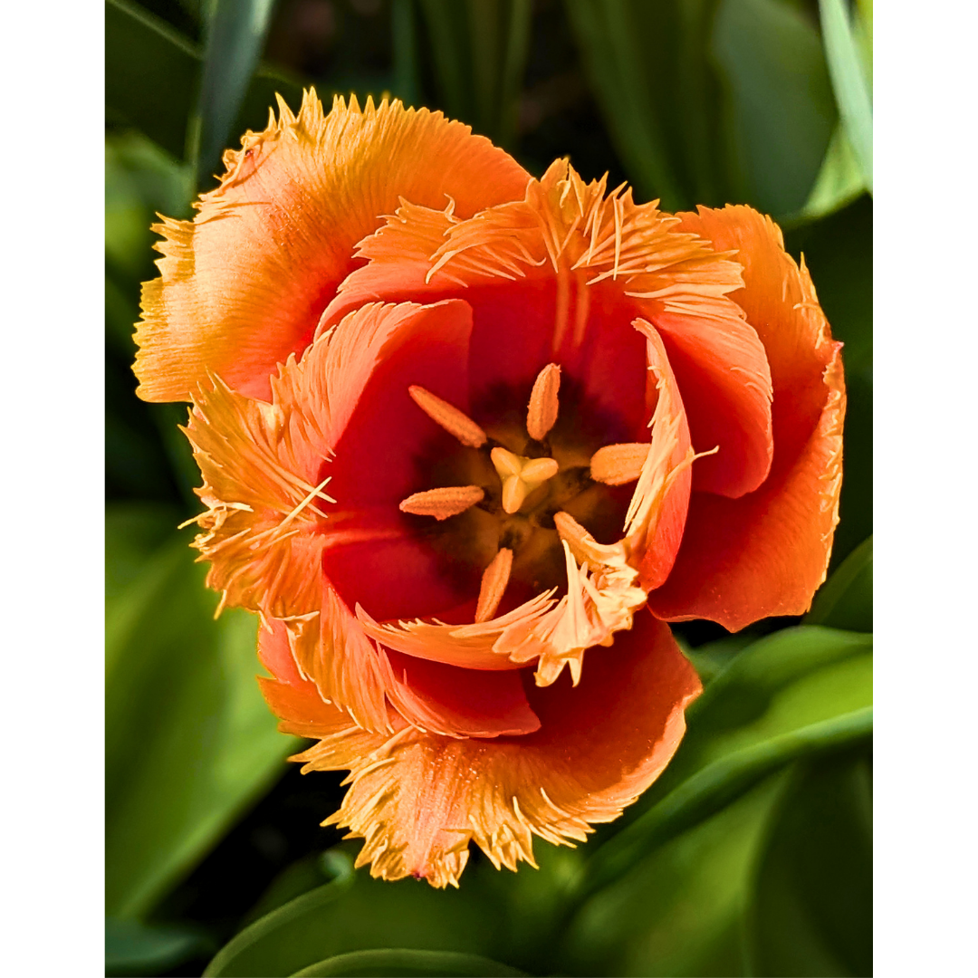 11 x 14 Store.png (Copy)