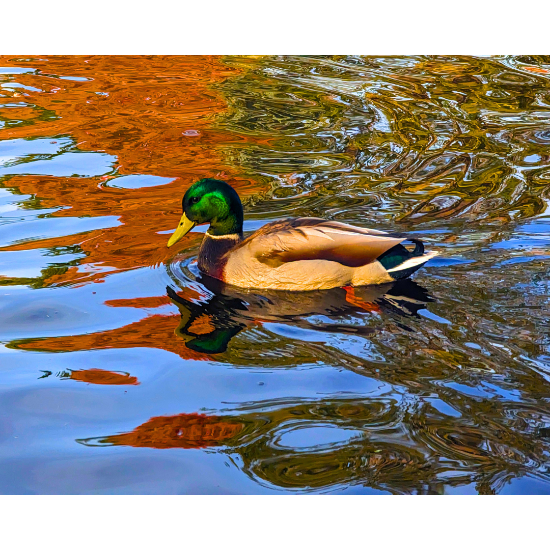 The Solitary Mallard
