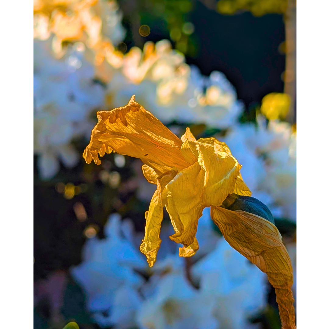 The Fading Daffodil Study