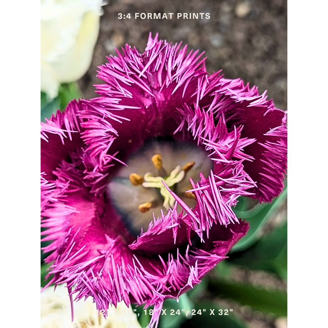 Purple Fringed Tulip 02