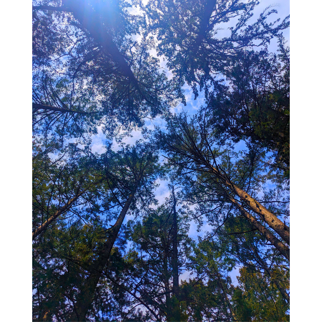 Cathedral of Trees