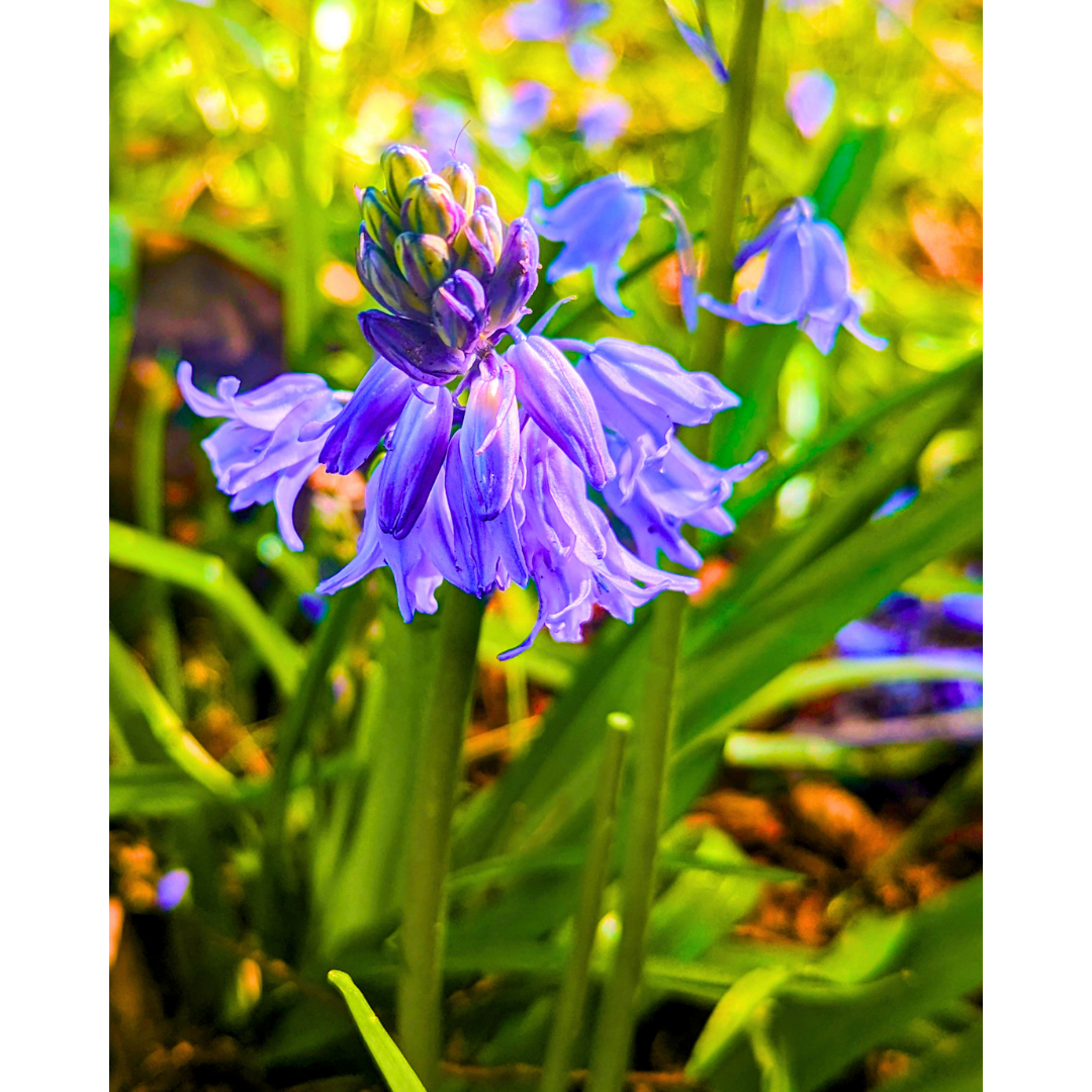 Spanish Bluebells 02