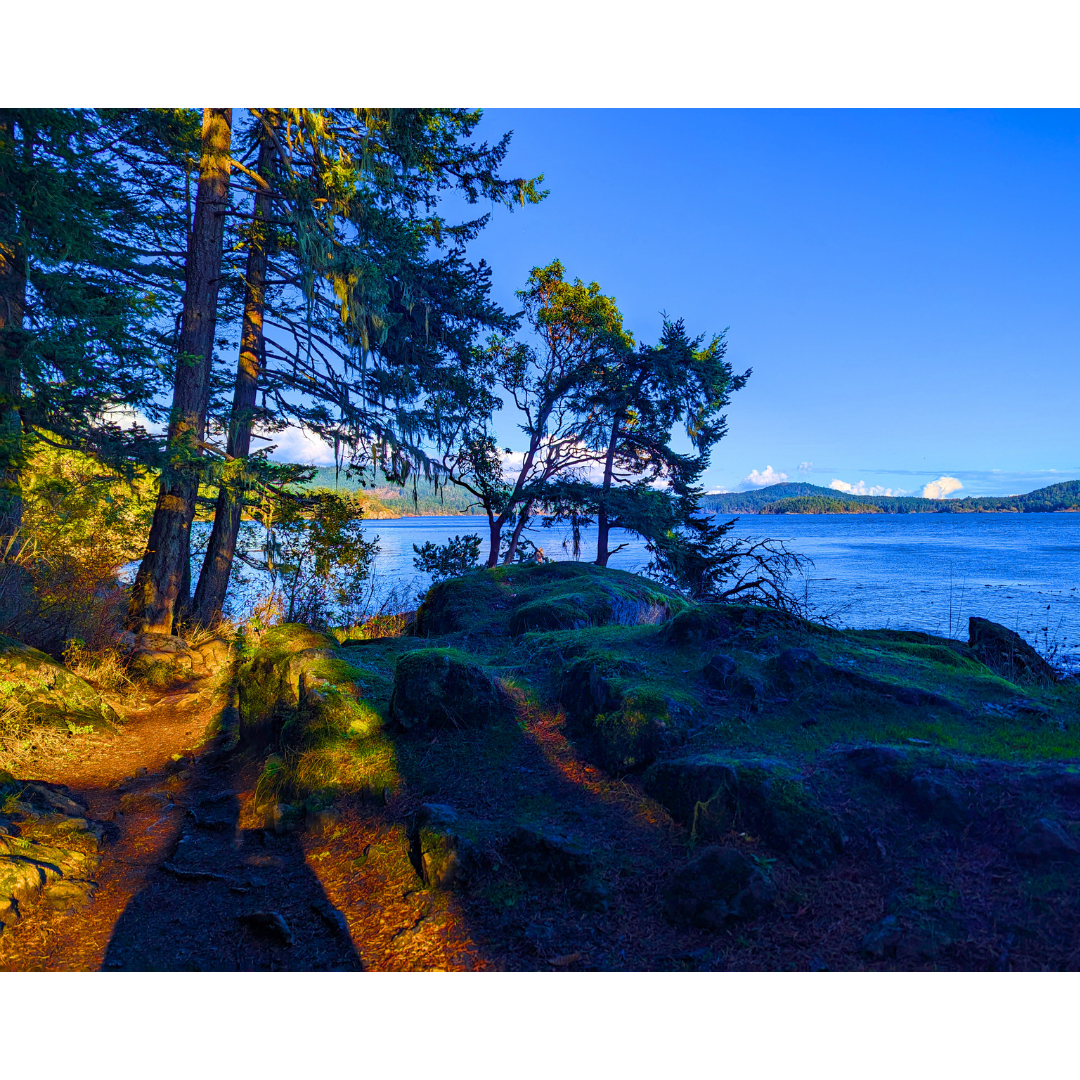 Afternoon Light on the Headland Trail