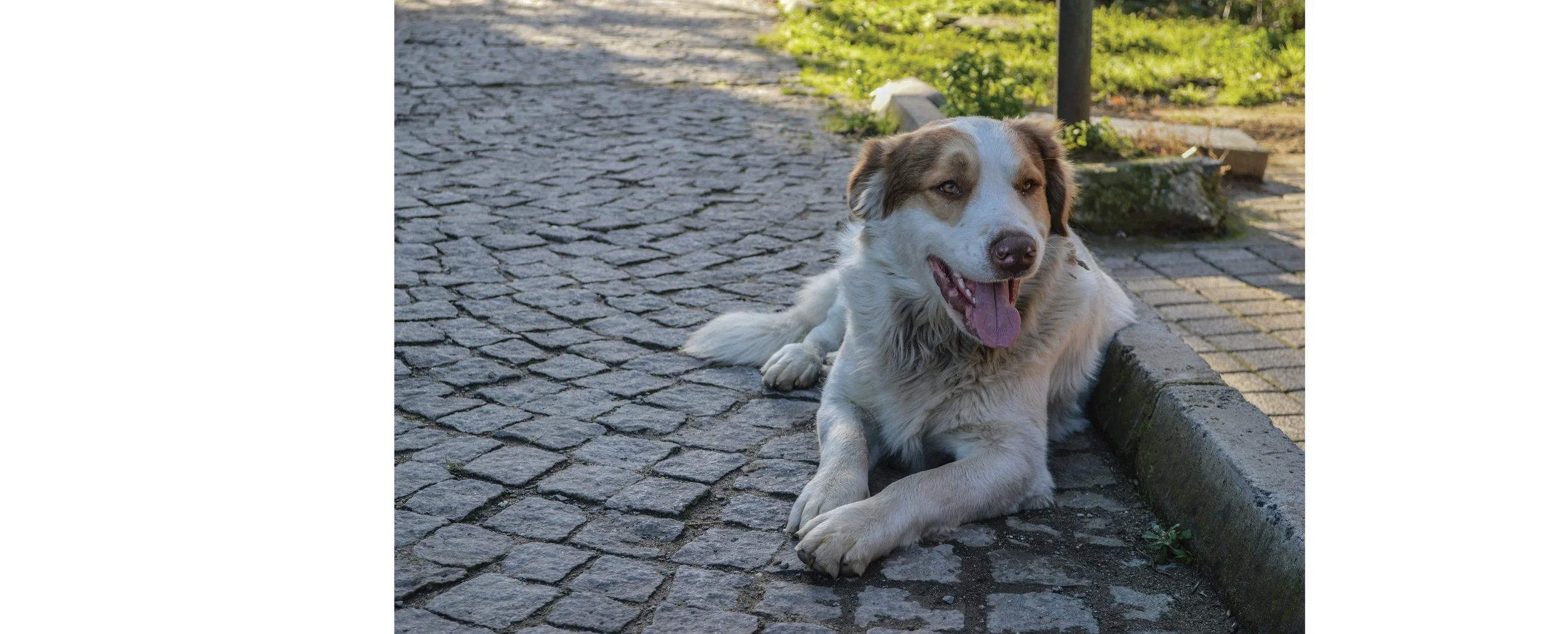 A happy dog lying on cobblestone pavement, with its tongue out and a slight smile.
