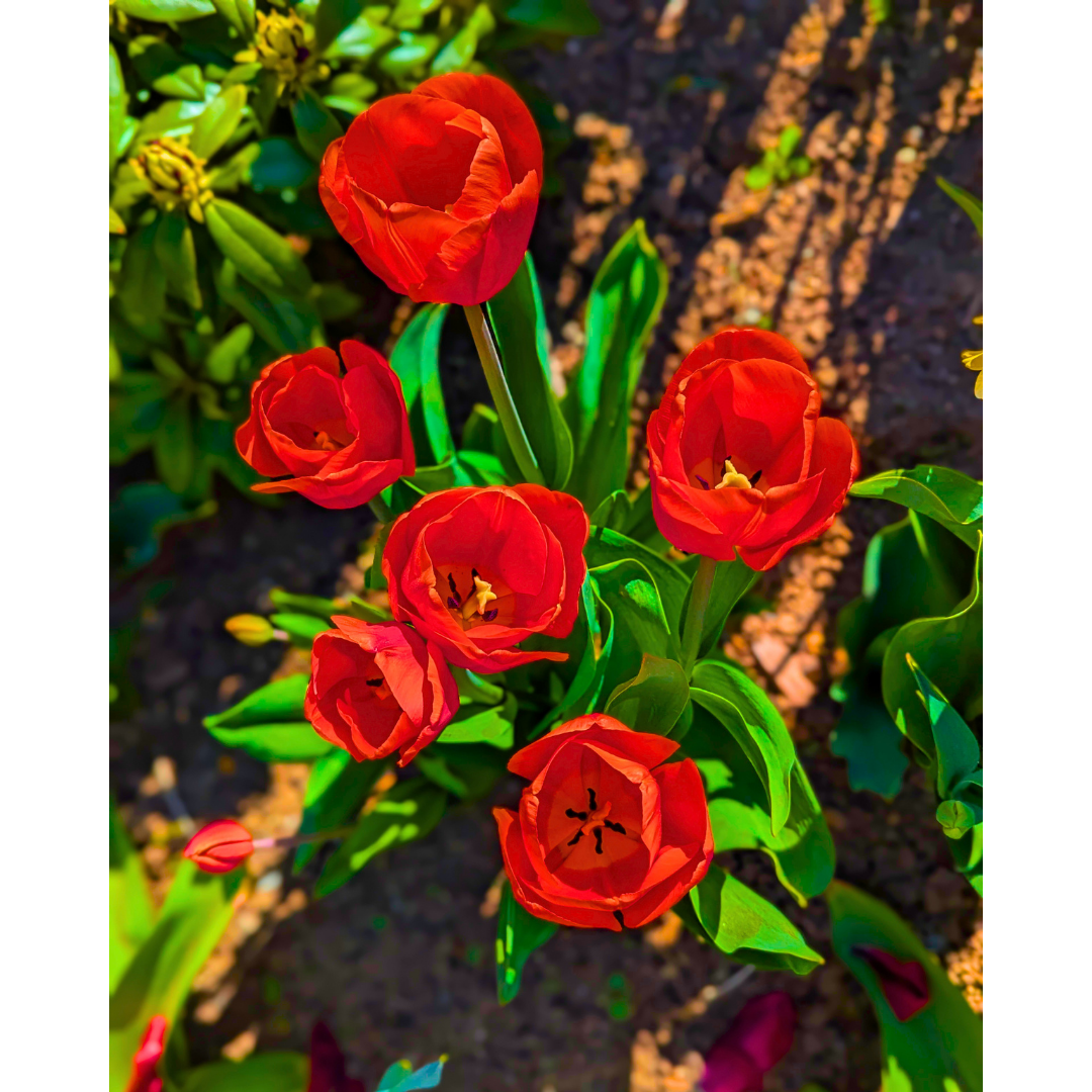 Sunlit Spring Cups