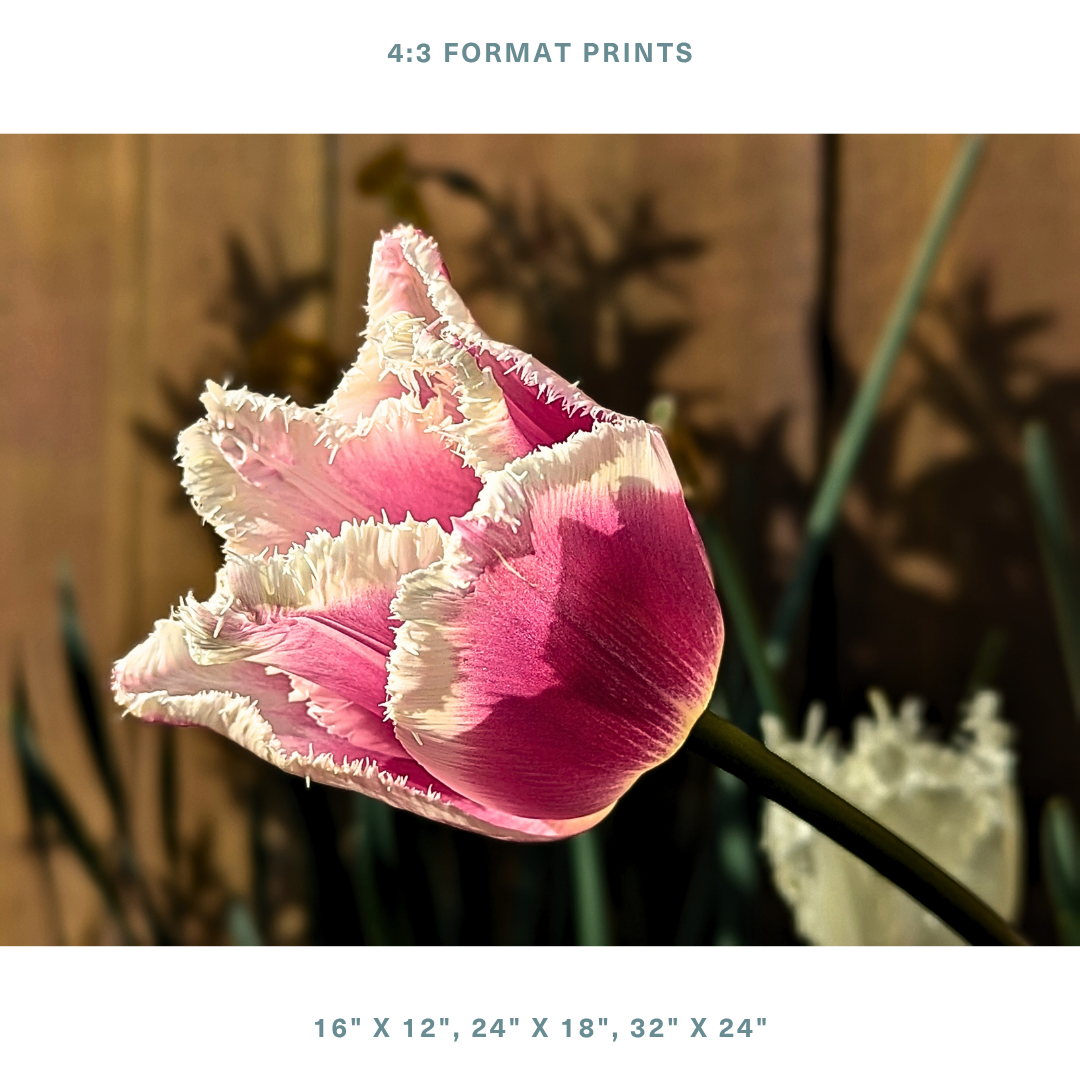 Pink & White Fringed Tulip 05