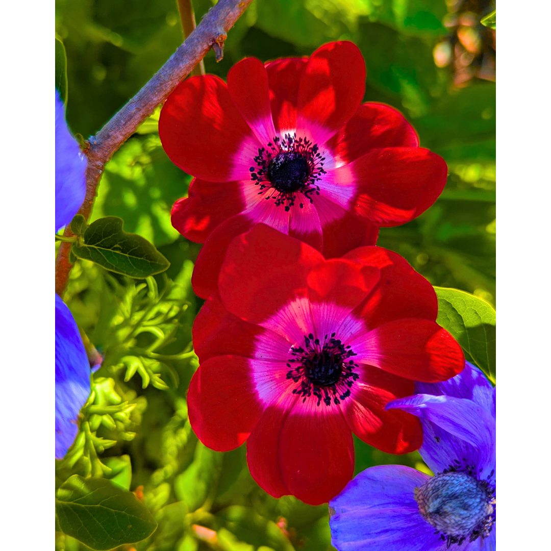 The Scarlet Anemone Duo (Copy)