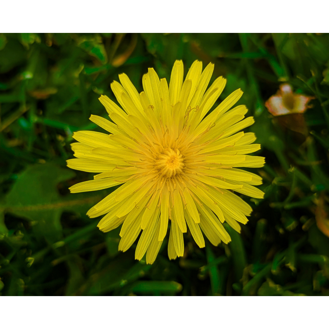 Luminous Yellow Dandelion Study