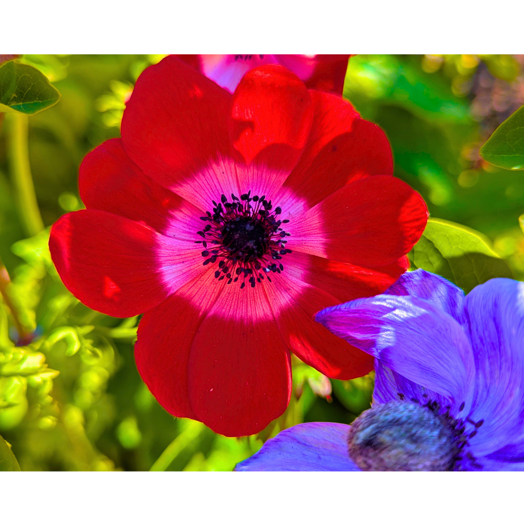 The Scarlet Eye Anemone