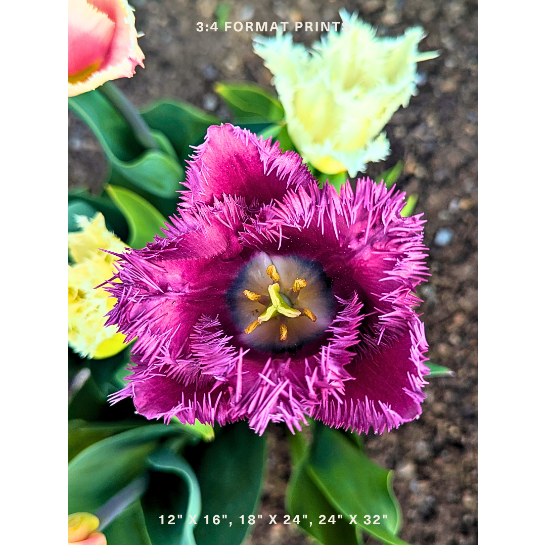 Purple Fringed Tulip 01