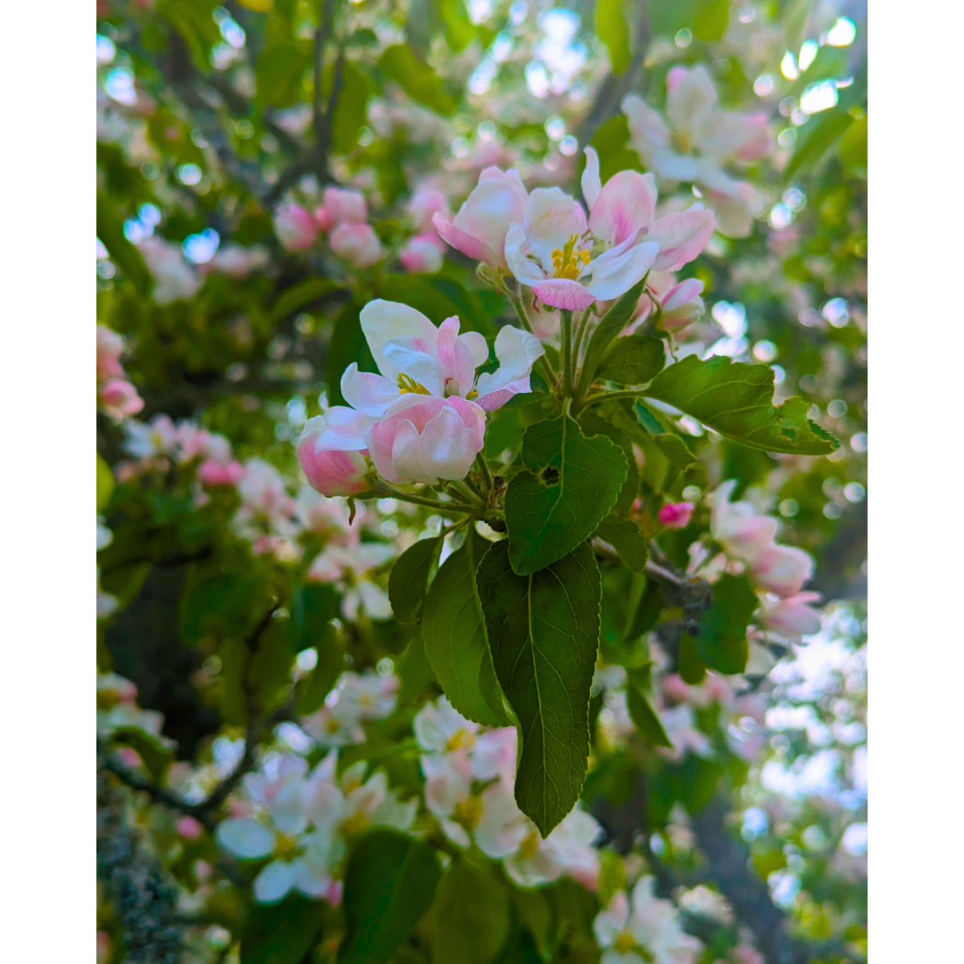 Blush and Bloom