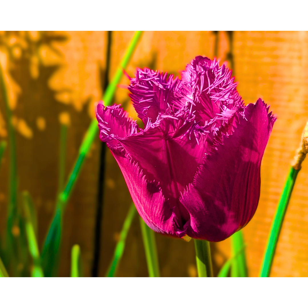 Purple Fringed Tulip 05