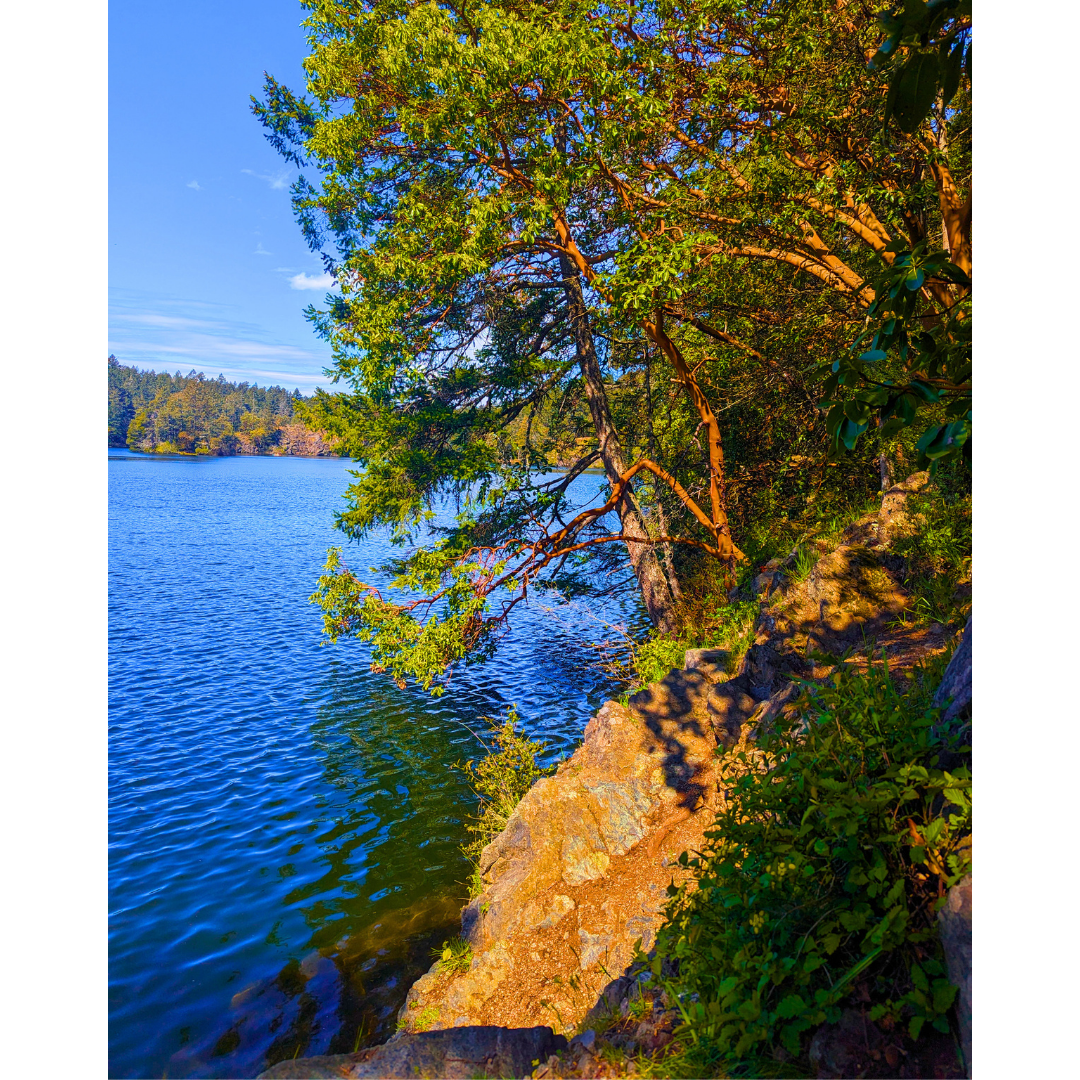 Arbutus Over the Blue