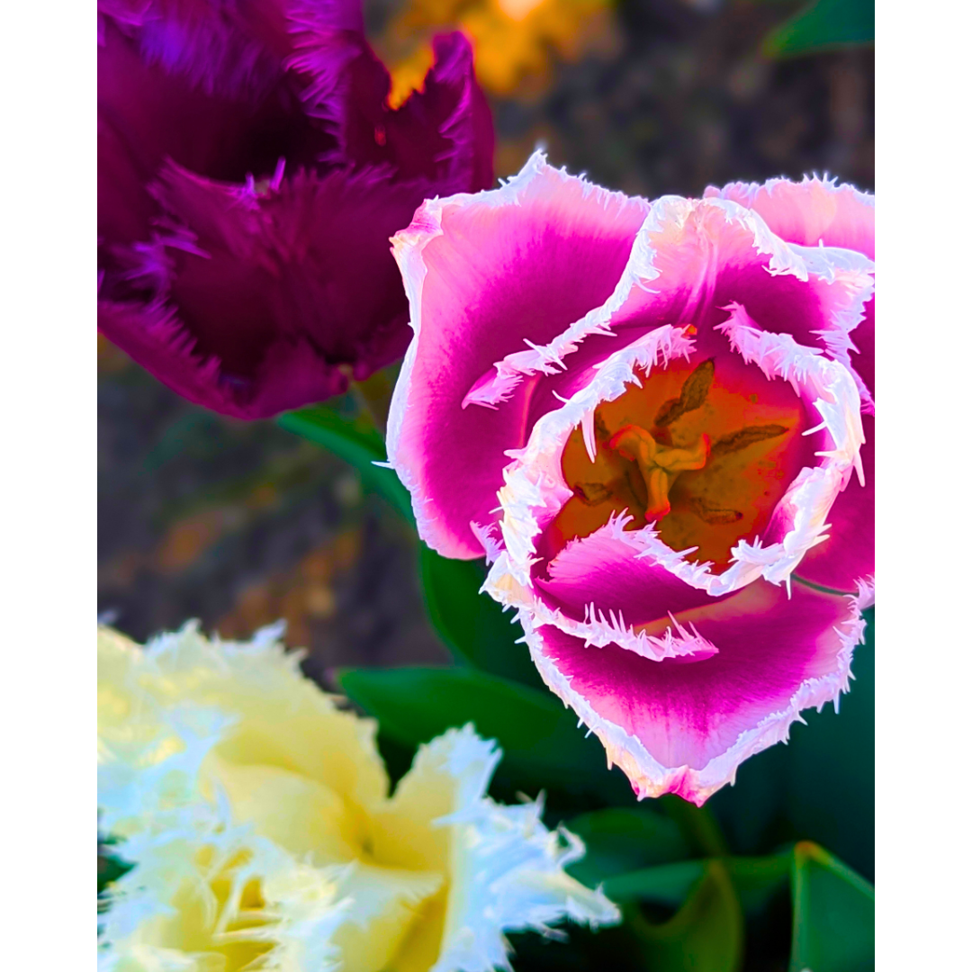 Pink + White Fringed Tulip 02