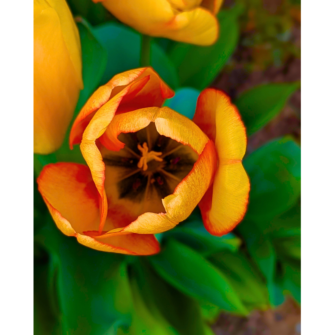 The Apricot Star Tulip