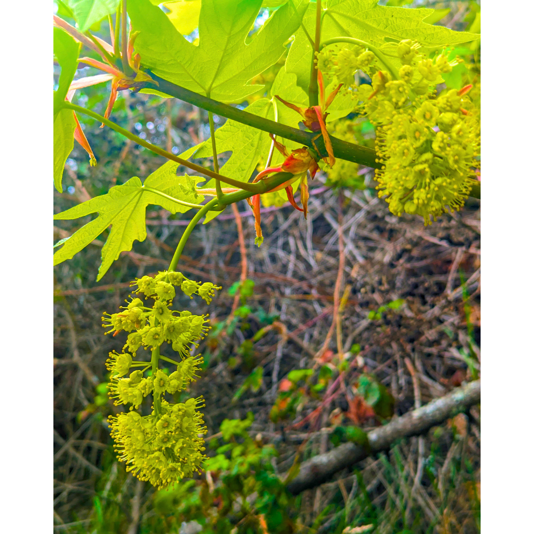 Chartreuse Lanterns