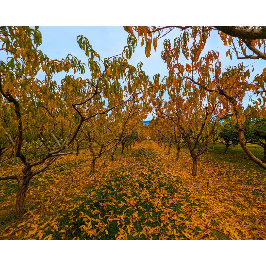 Golden Autumn Orchard Aisle