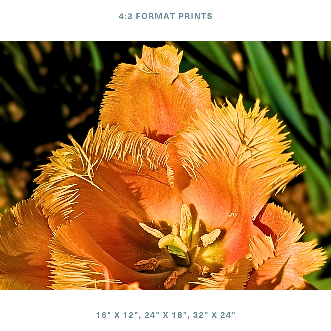 Orange Fringed Tulip 05