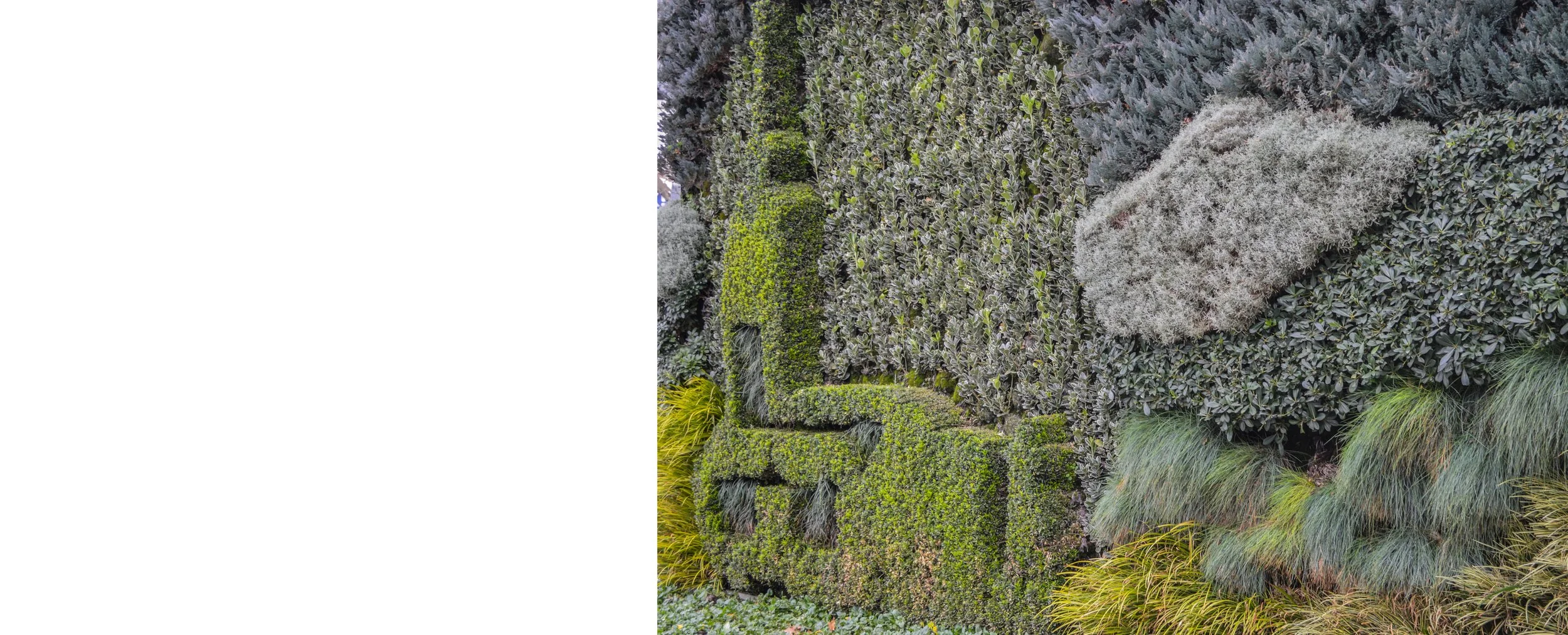 Close-up of a lush, landscaped garden with various green and gray foliage, including neatly trimmed shrubs, grasses, and textured plants.