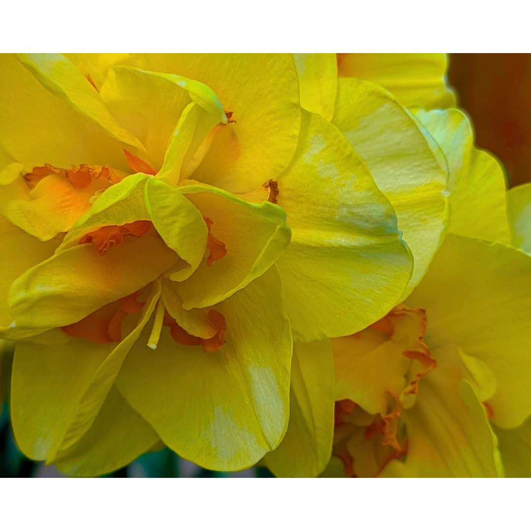 The Buttercream Daffodil Folds