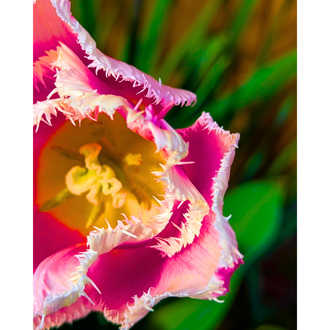 Pink + White Fringed Tulip 03
