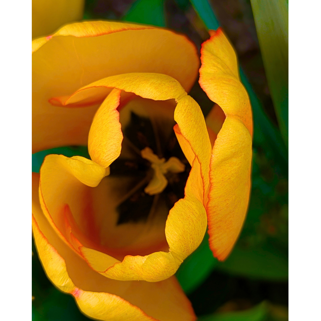 Sculpted Sunburst Bloom