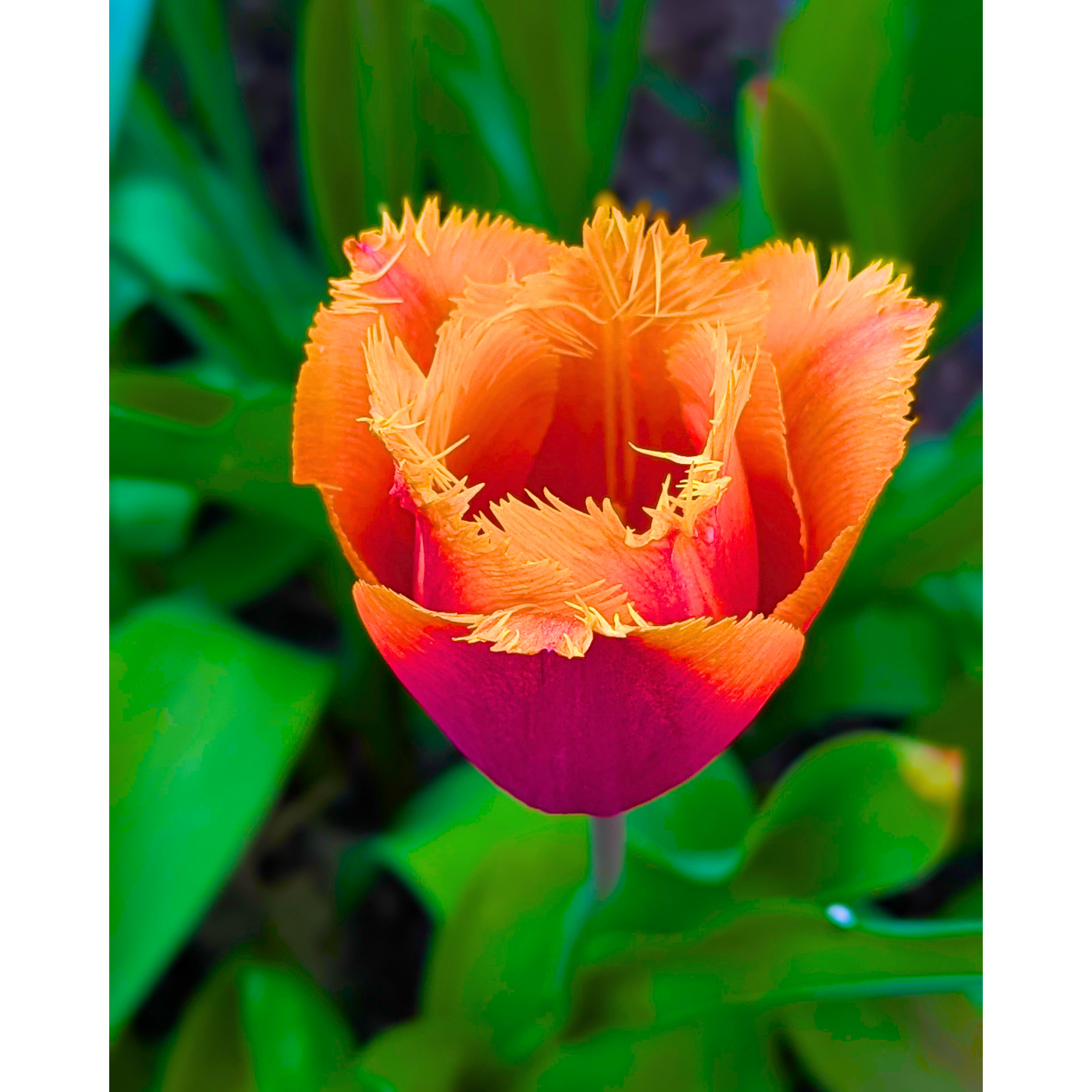 Orange + Red Fringed Tulip 01