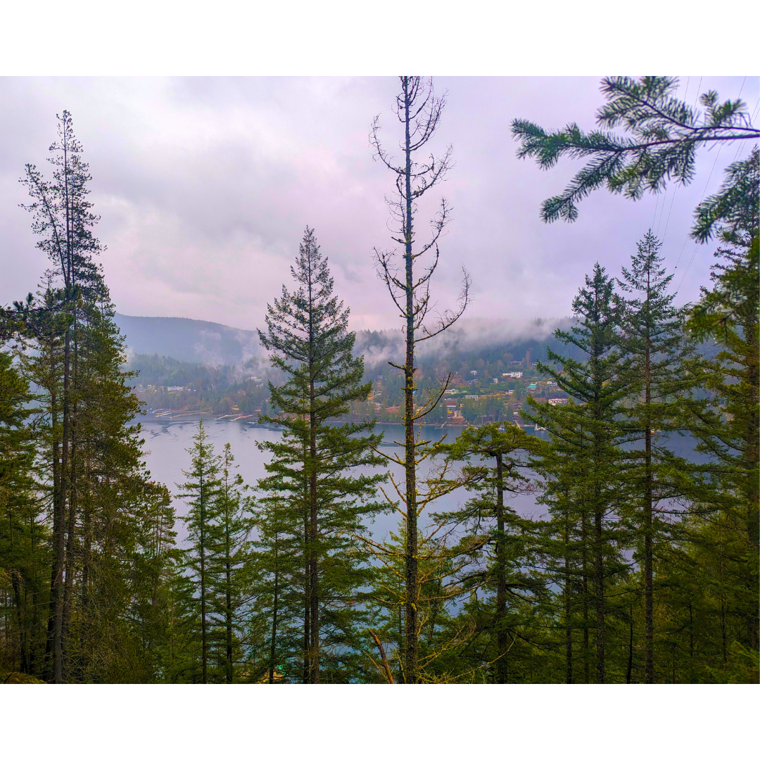 Mist Through the Pines