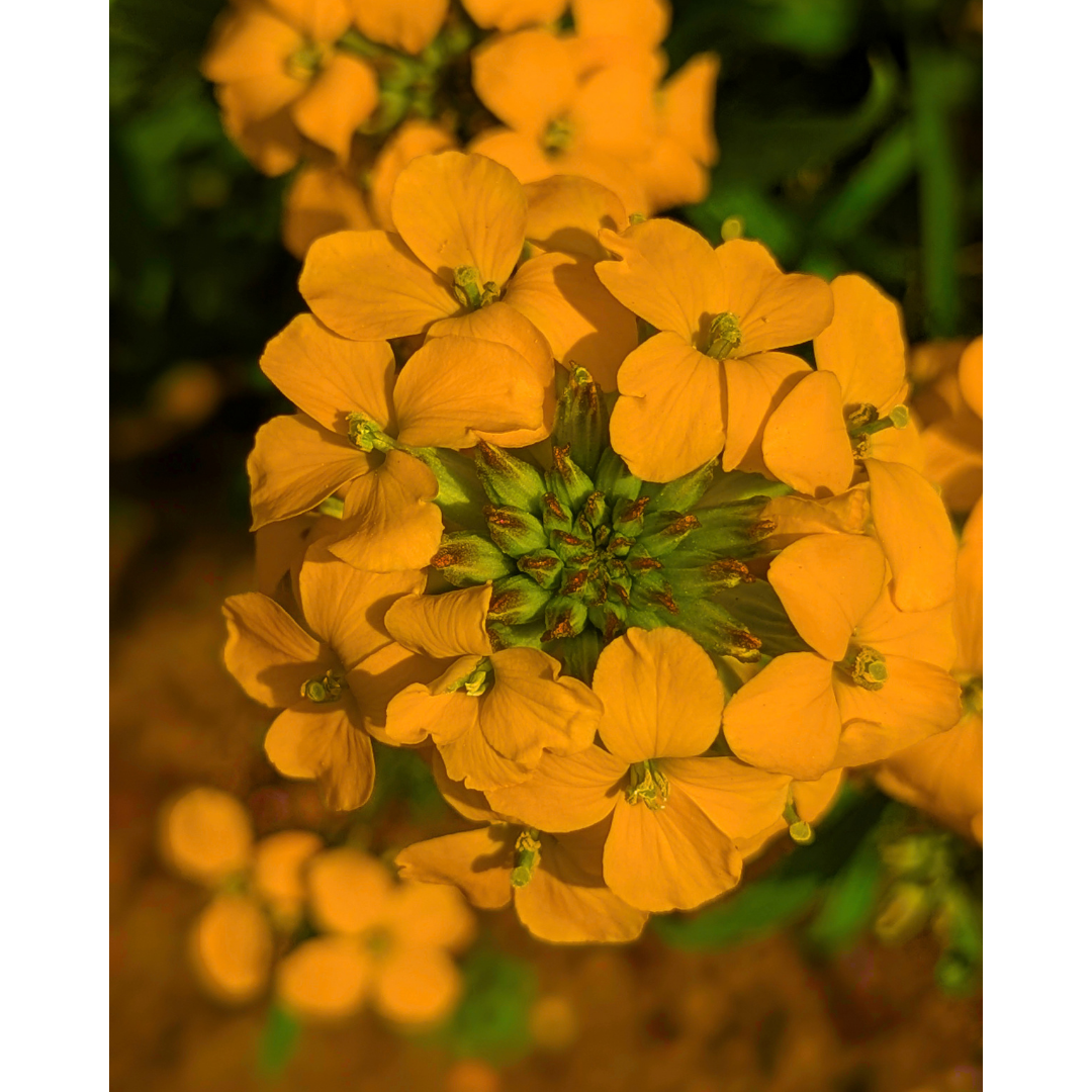 The Golden Wallflower