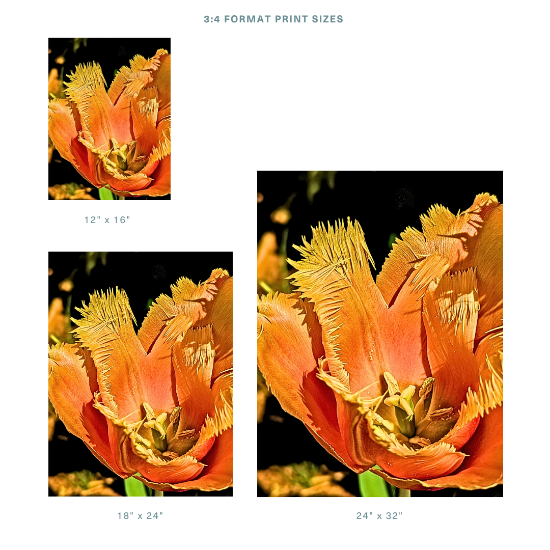 Formats 2.png