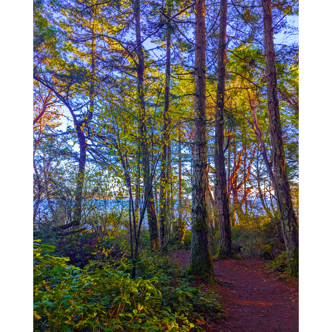 Afternoon Light on the Ridge Trail