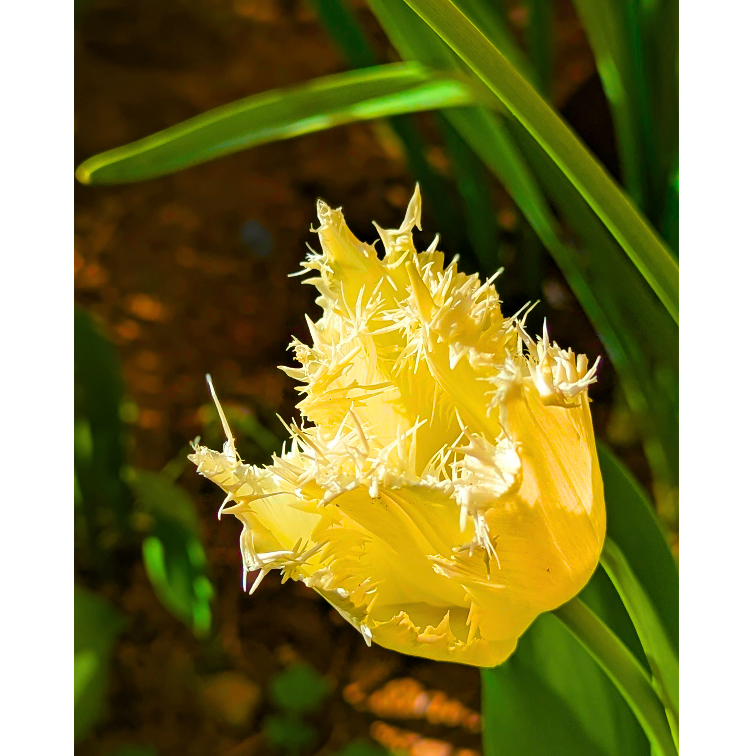 Yellow + White Fringed Tulip 05