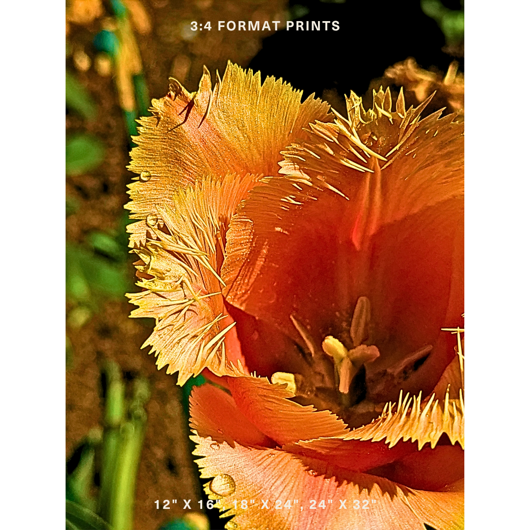 Orange Fringed Tulip 04