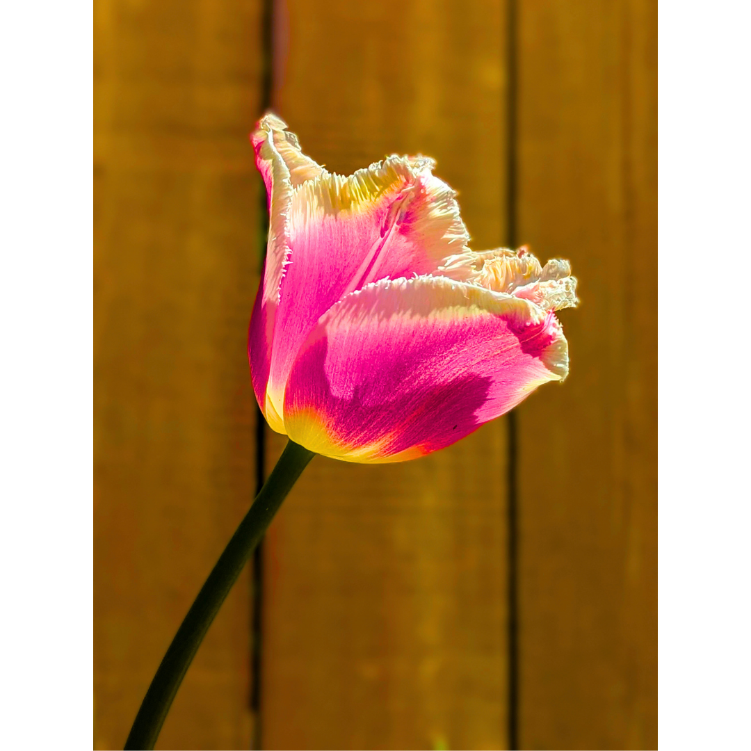 Pink + White Fringed Tulip 04