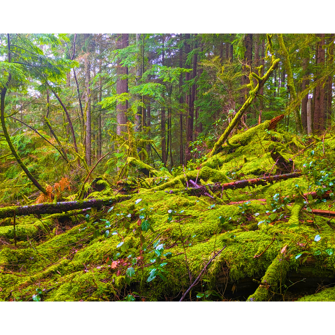 The Mossy Cradle