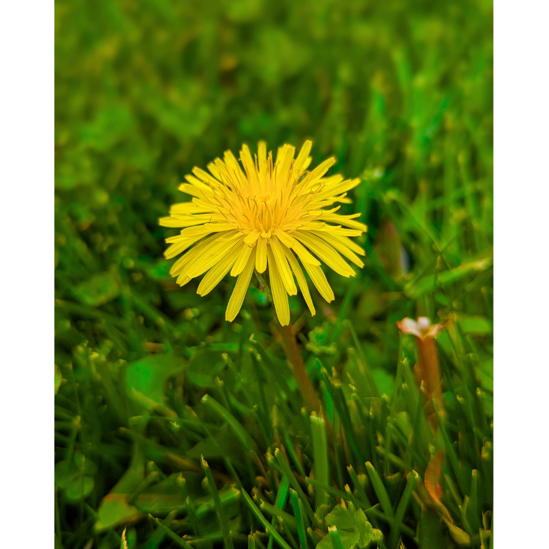 The Golden Dandelion