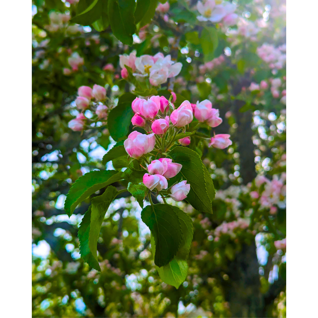 Spring Promises