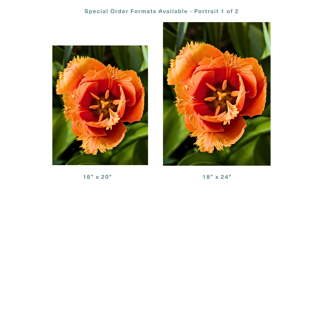 Vibrant Fringed Orange Tulip.png